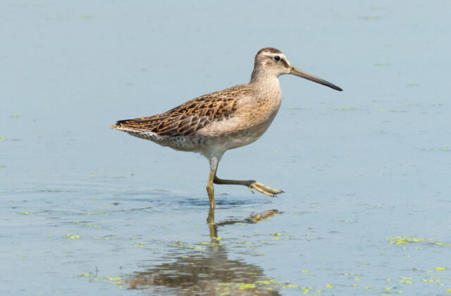 Short-billed Dowitcher