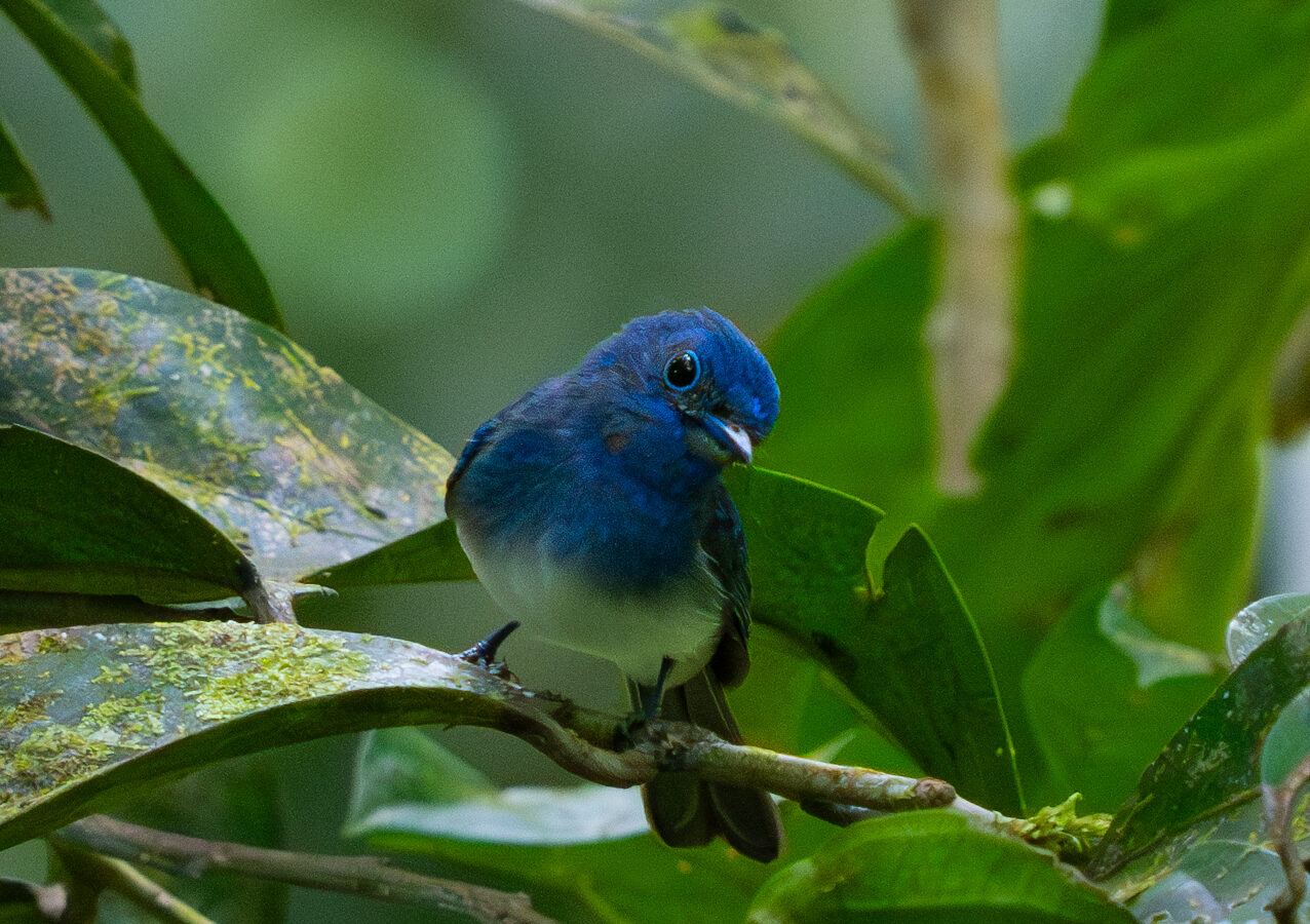 Short-crested Monarch