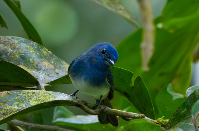 Short-crested Monarch