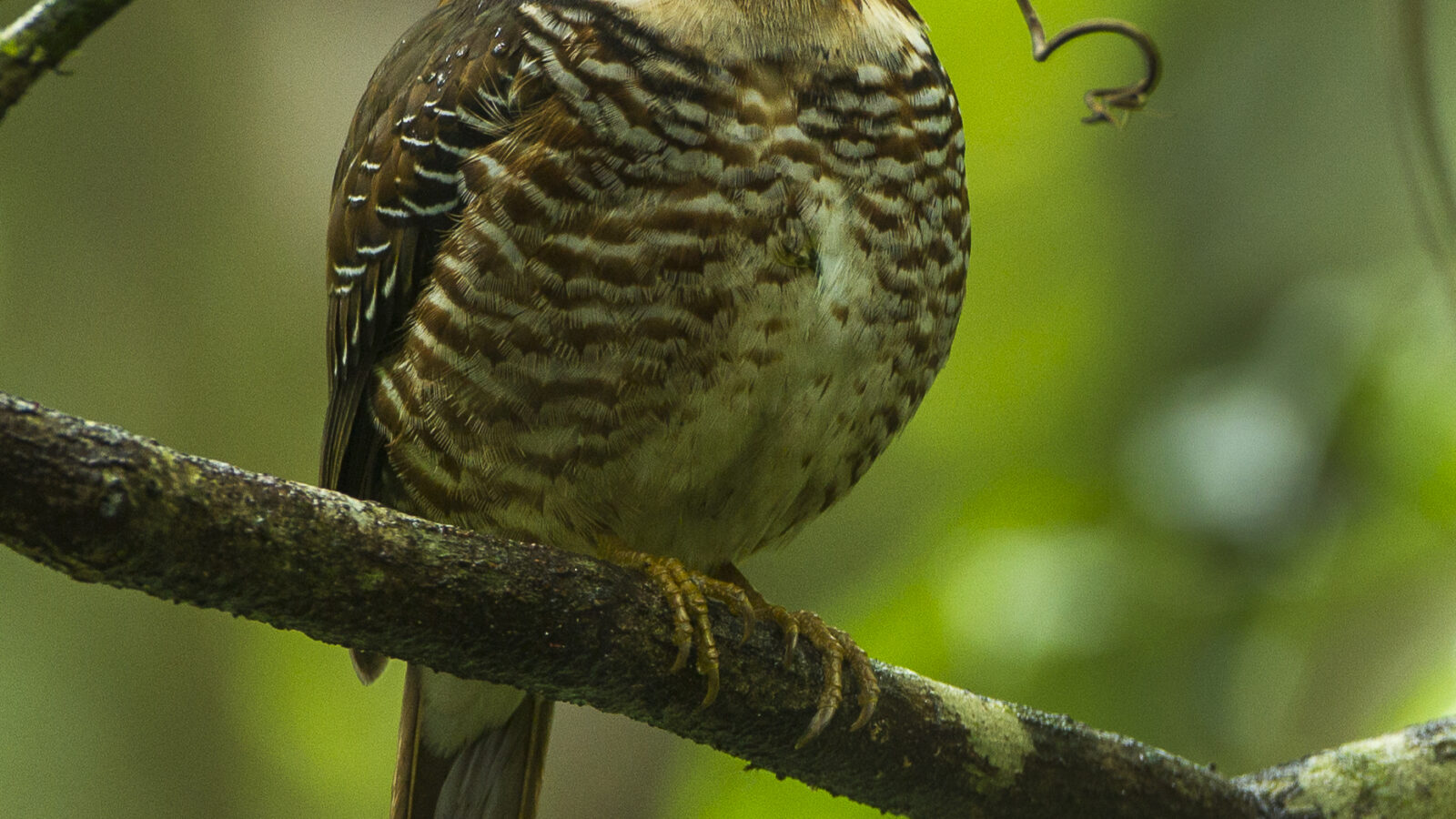 Short-legged Ground Roller
