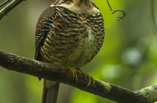 Short-legged Ground Roller
