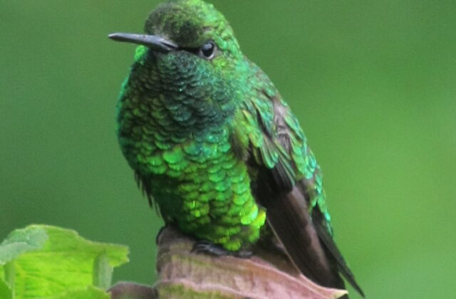Short-tailed Emerald