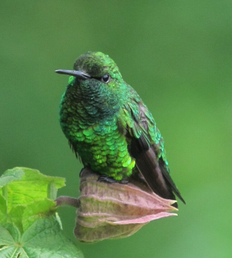 Short-tailed Emerald