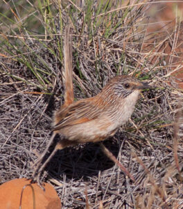Short-tailed Grasswren