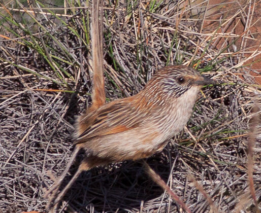 Short-tailed Grasswren