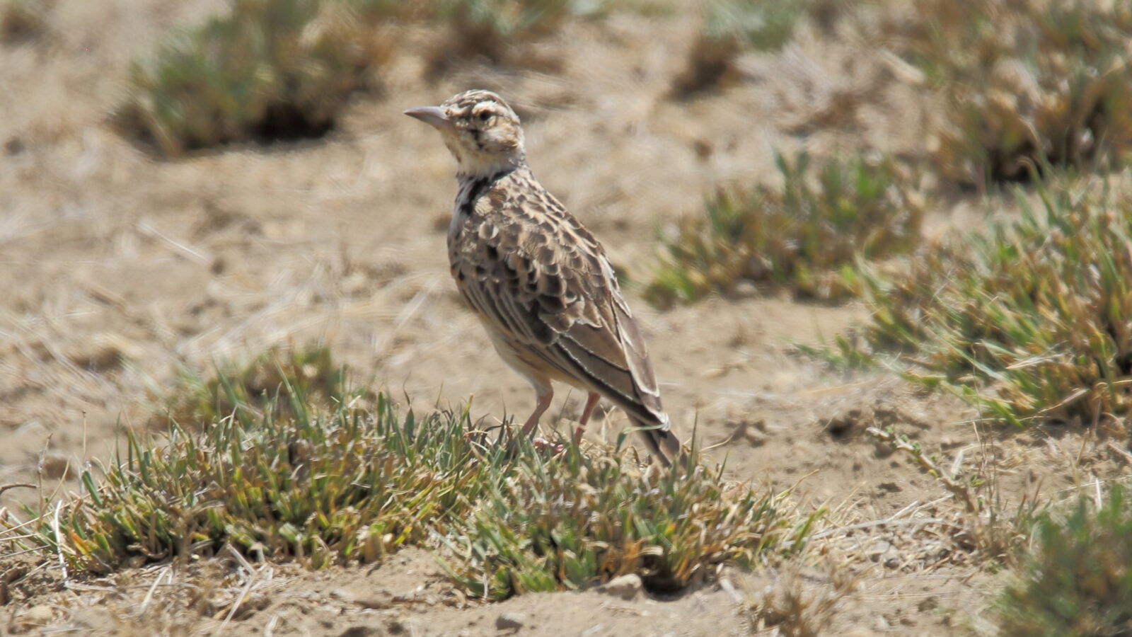 Short-tailed Lark