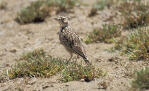Short-tailed Lark