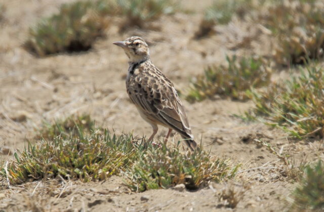 Short-tailed Lark
