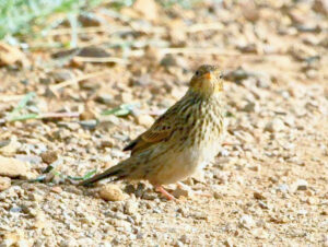 Short-tailed Pipit