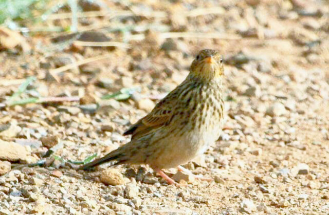 Short-tailed Pipit