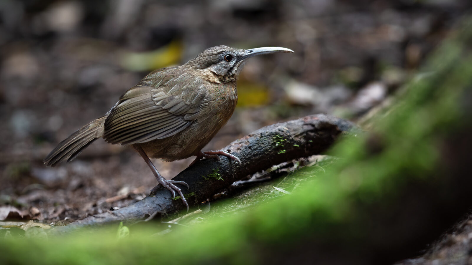 Short-tailed Scimitar Babbler