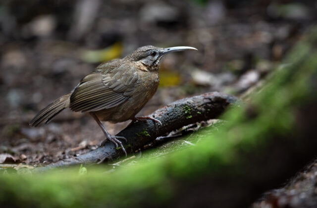 Short-tailed Scimitar Babbler