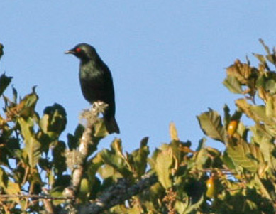 Short-tailed Starling