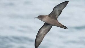 Short-tailed Shearwater