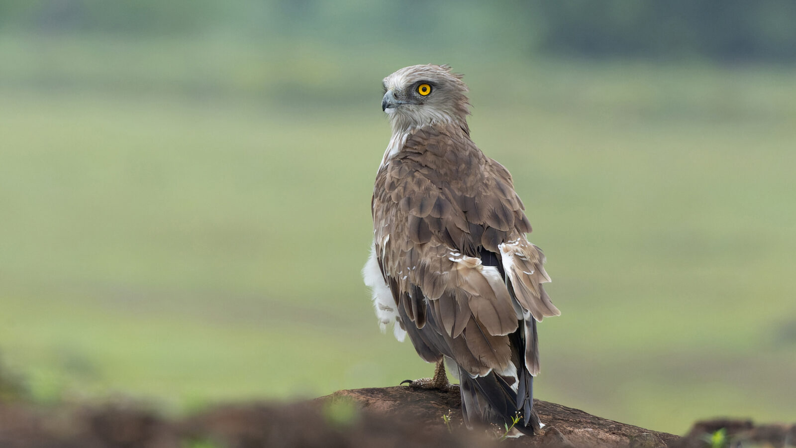 Short-toed Snake Eagle