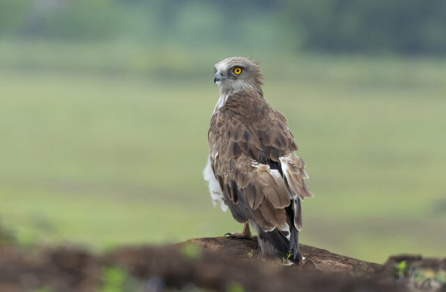 Short-toed Snake Eagle