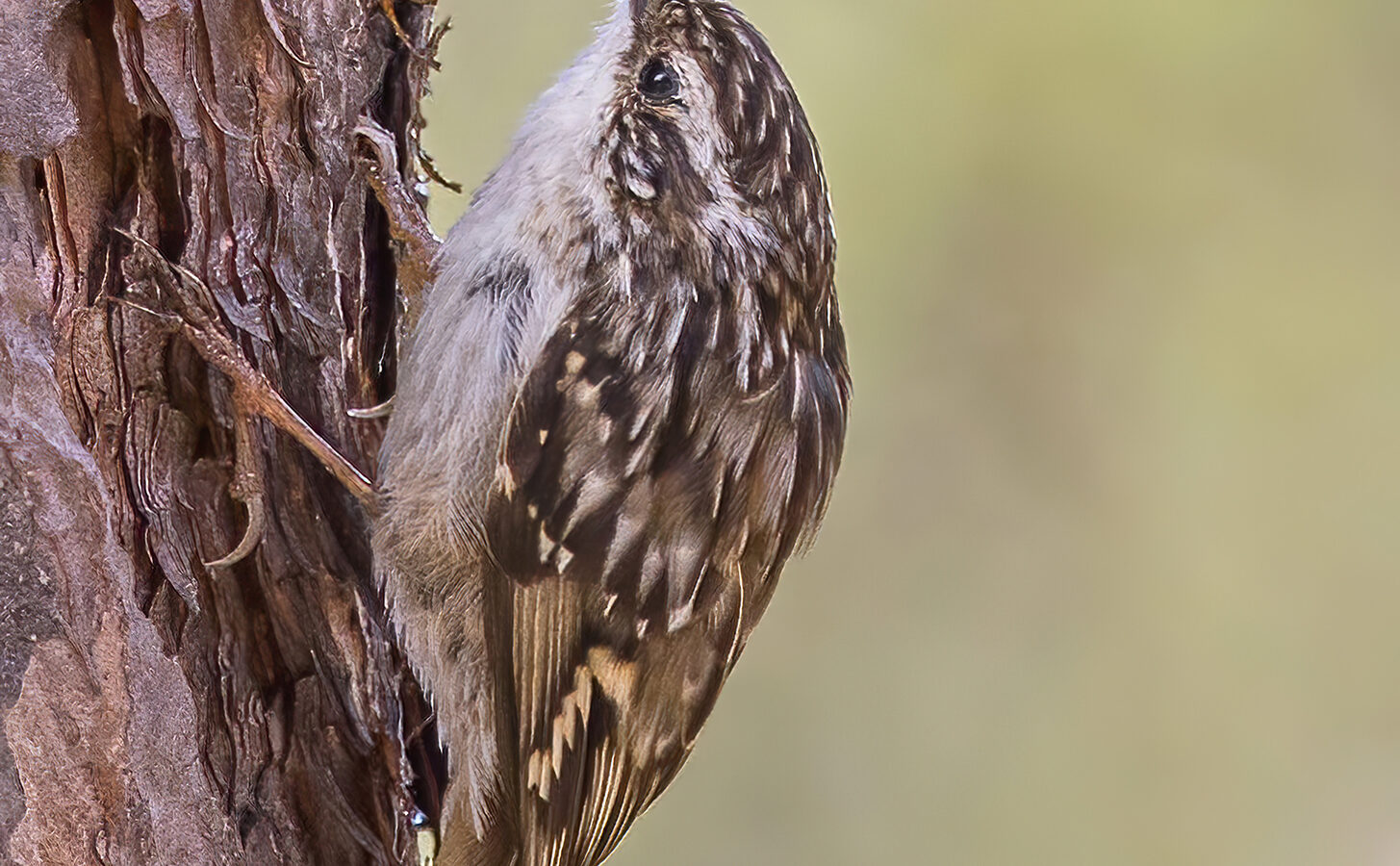 Short-toed Treecreeper