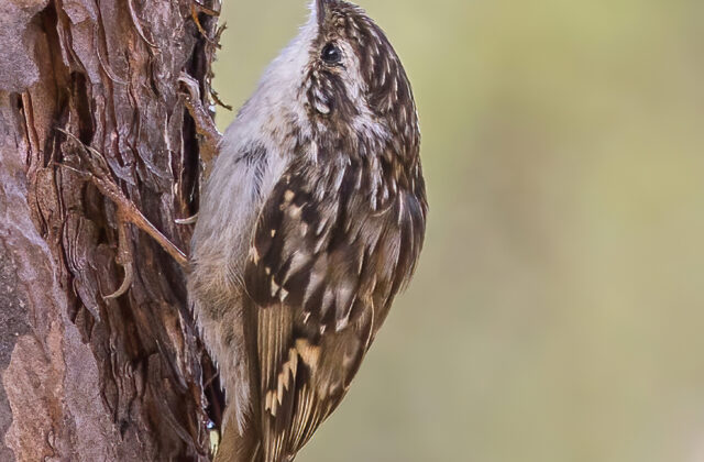Short-toed Treecreeper