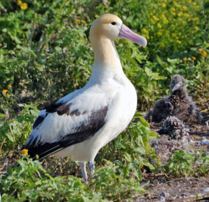 Short-tailed Albatross