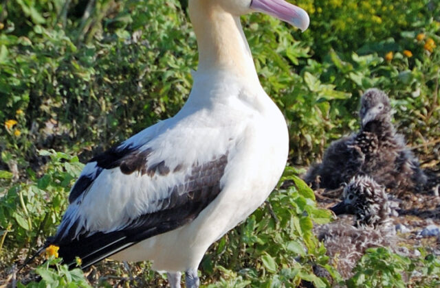 Short-tailed Albatross