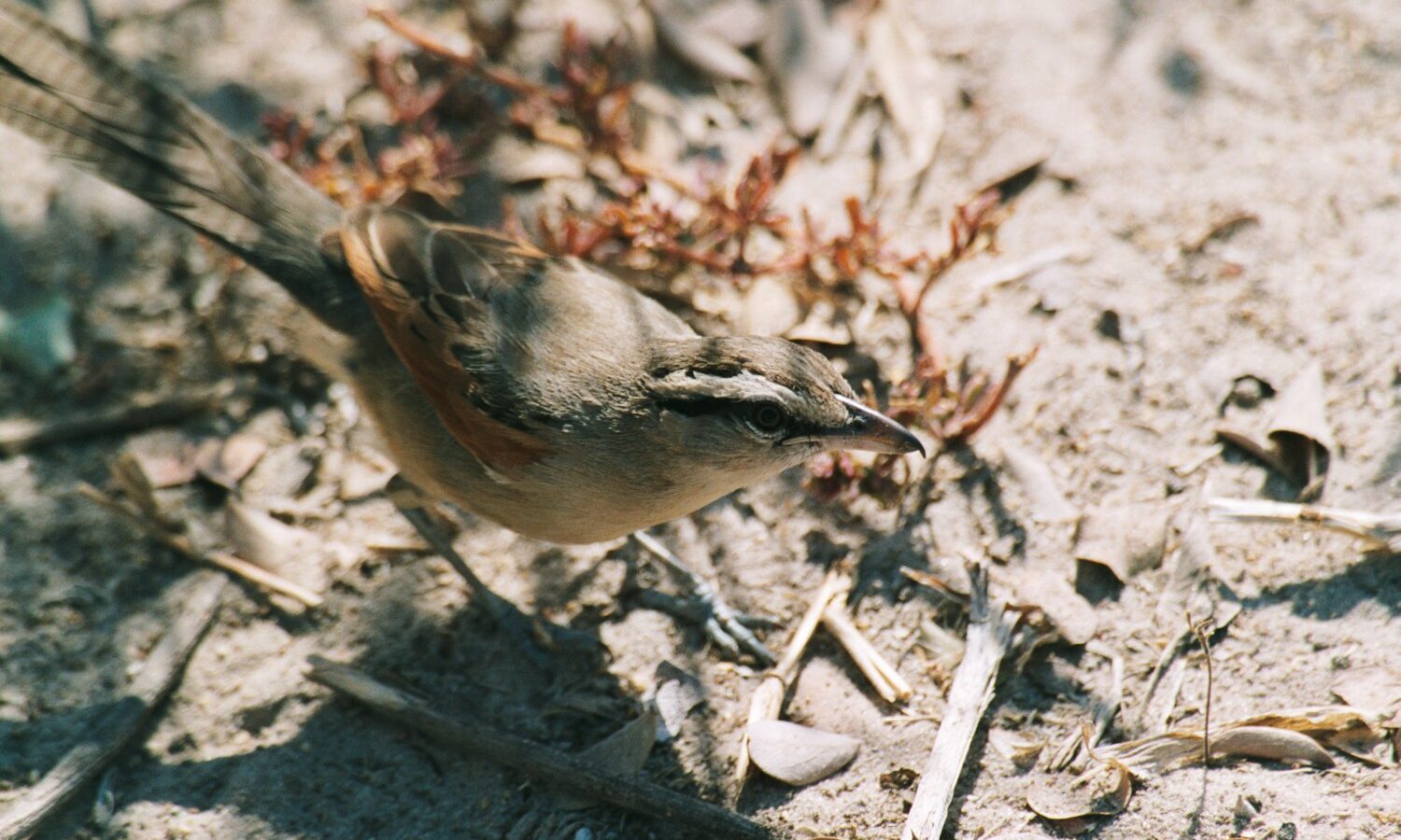 Brown-crowned Tchagra