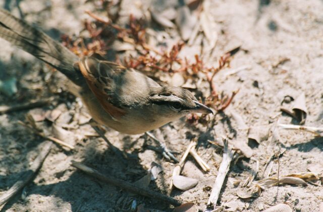 Brown-crowned Tchagra