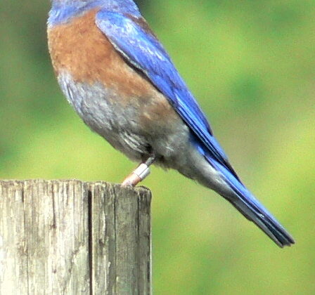 Western Bluebird