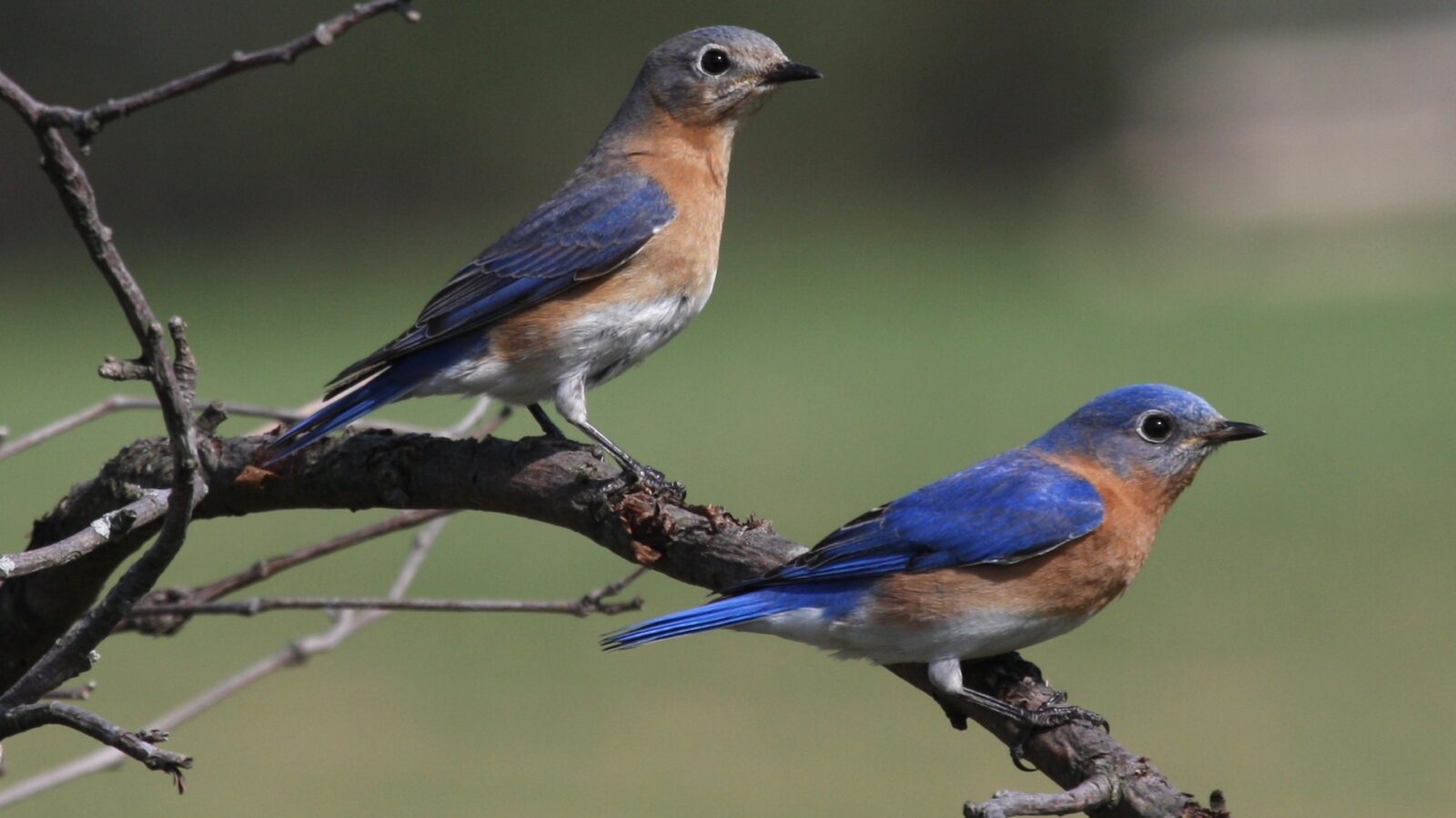 Eastern Bluebird