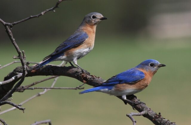 Eastern Bluebird