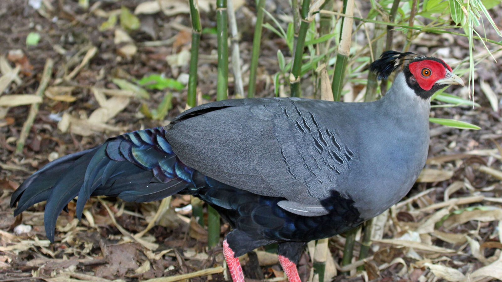 Siamese Fireback