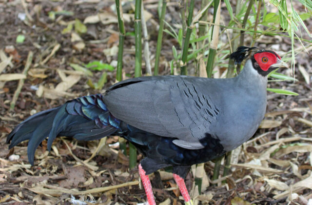 Siamese Fireback