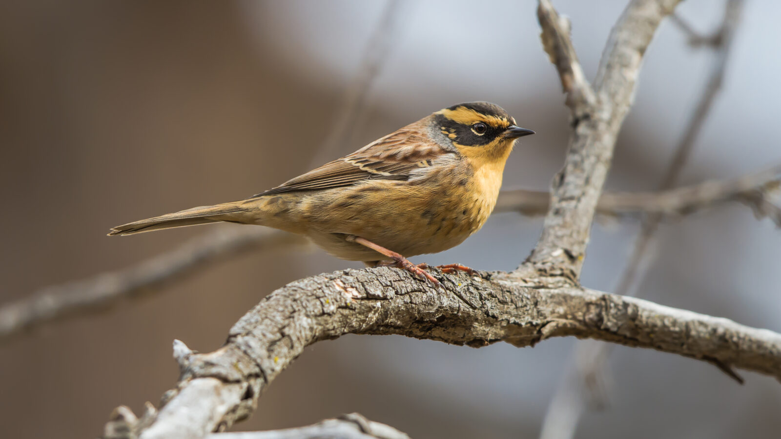 Siberian Accentor