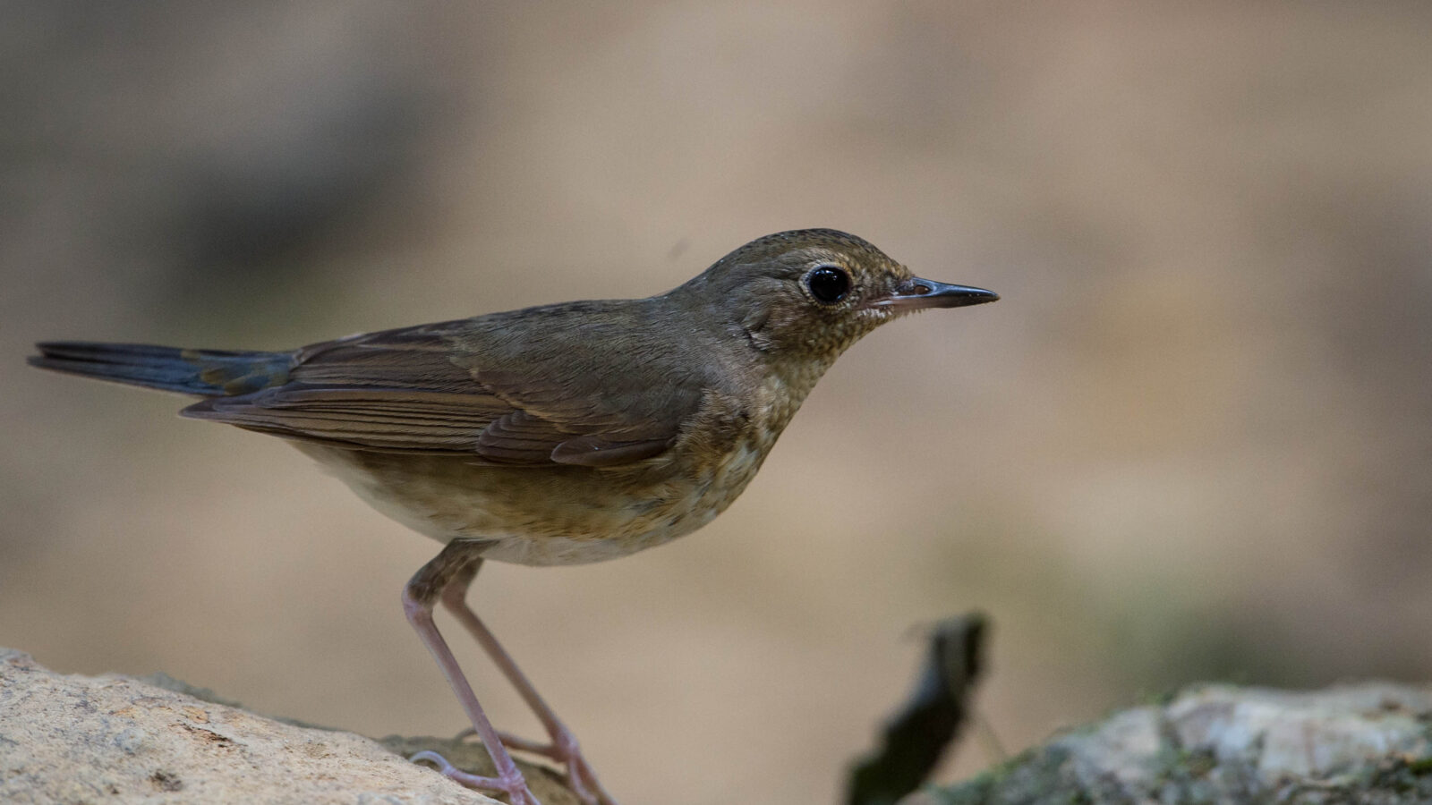 Siberian Blue Robin