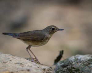 Siberian Blue Robin