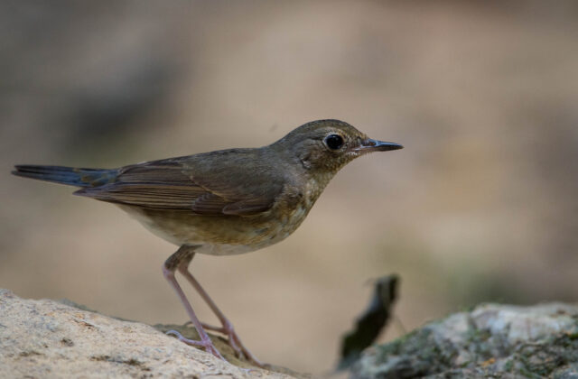 Siberian Blue Robin
