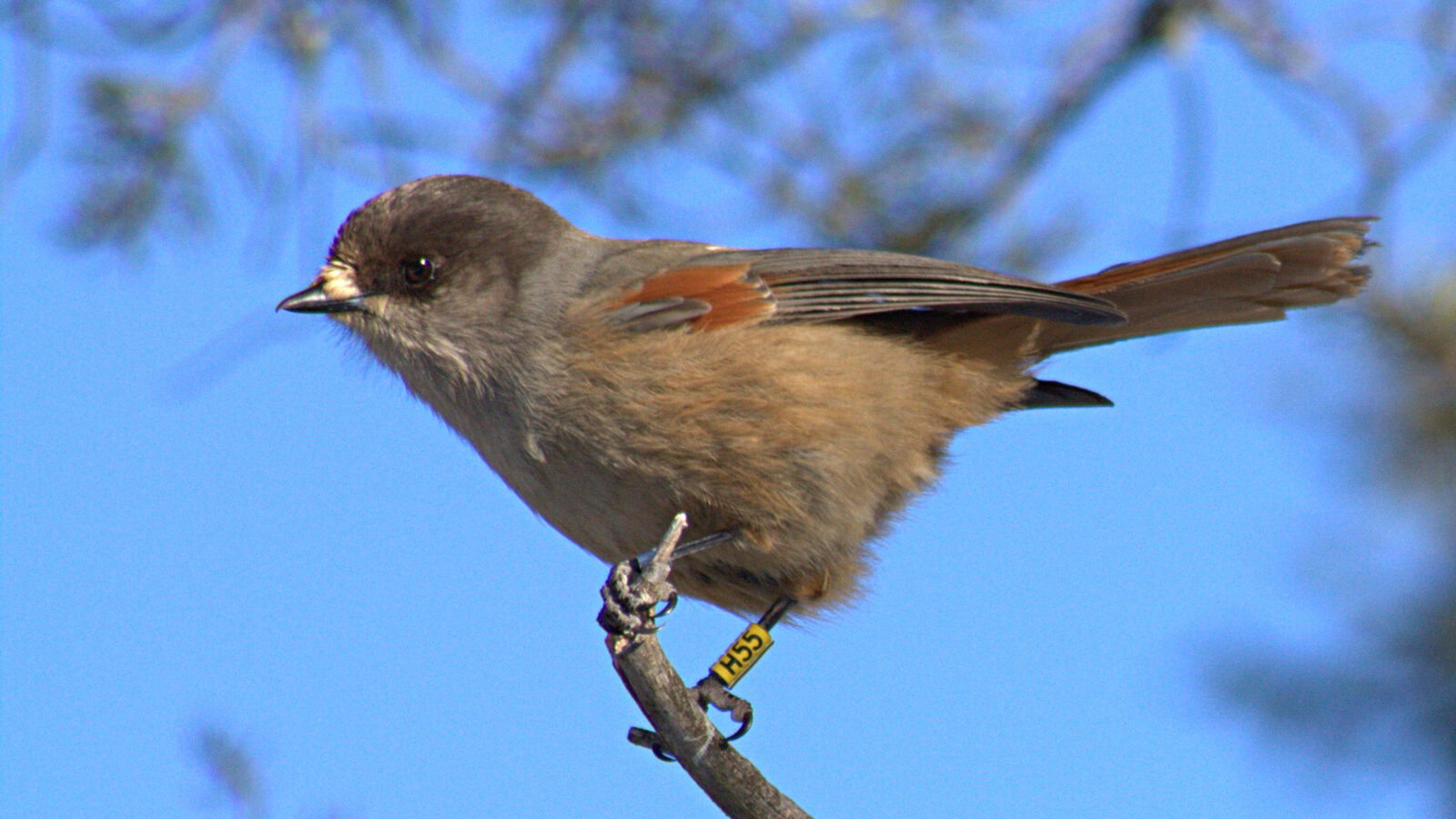 Siberian Jay