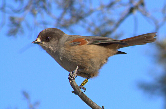 Siberian Jay