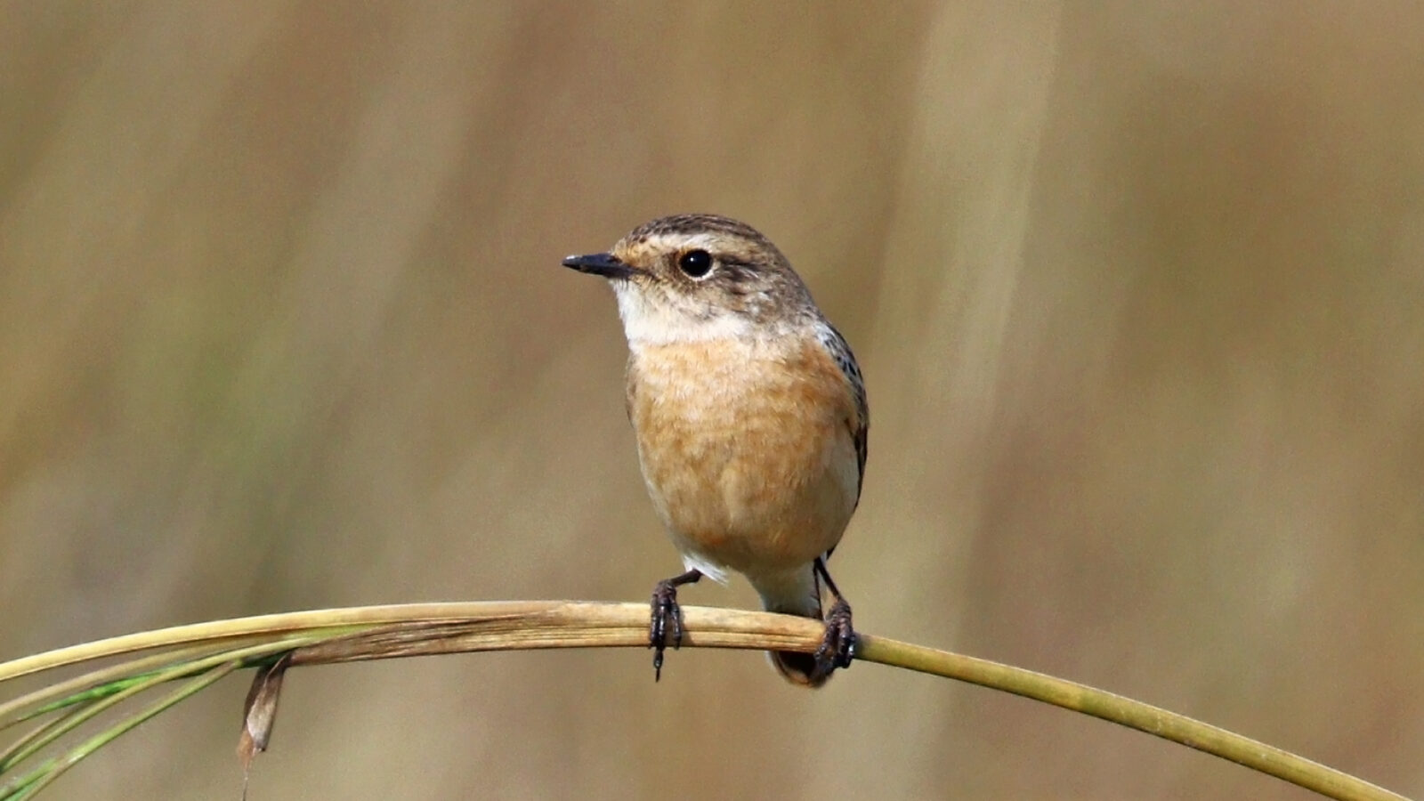 Siberian Stonechat