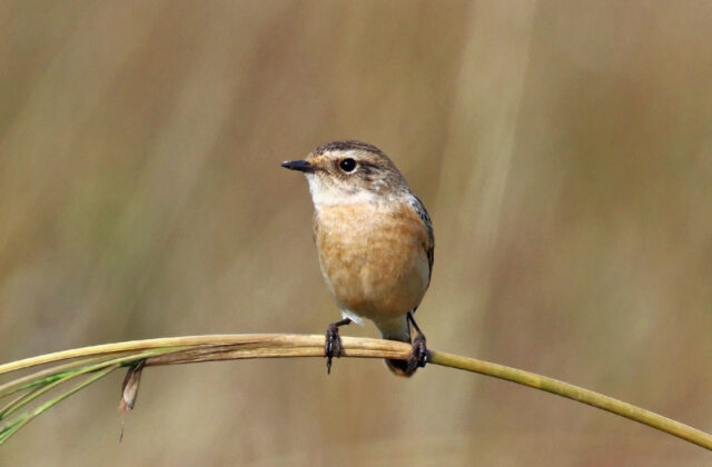 Siberian Stonechat