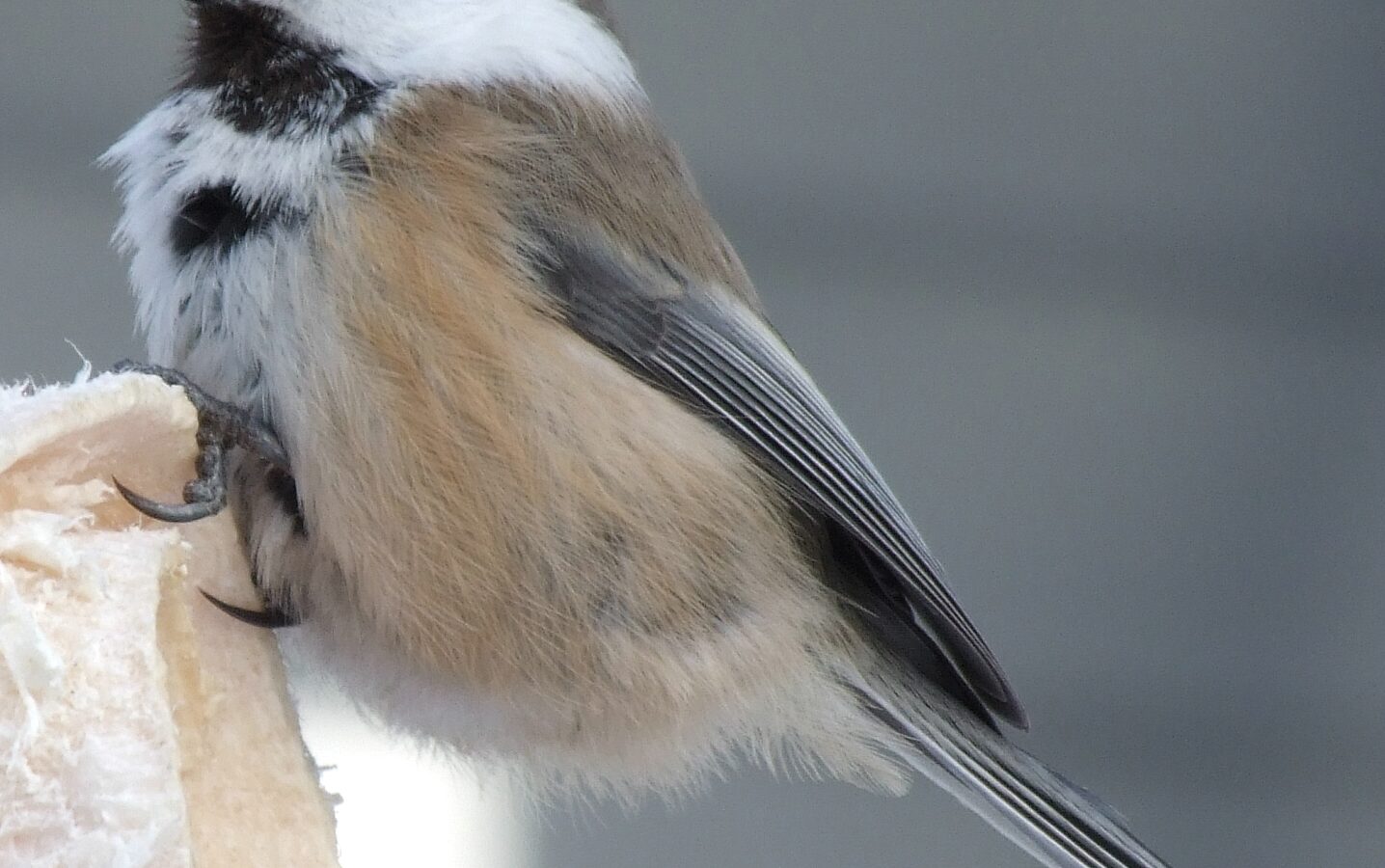 Grey-headed Chickadee