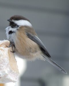Grey-headed Chickadee
