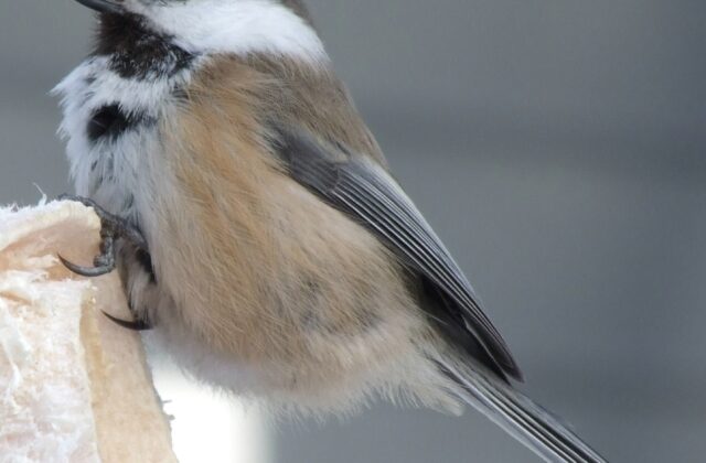 Grey-headed Chickadee