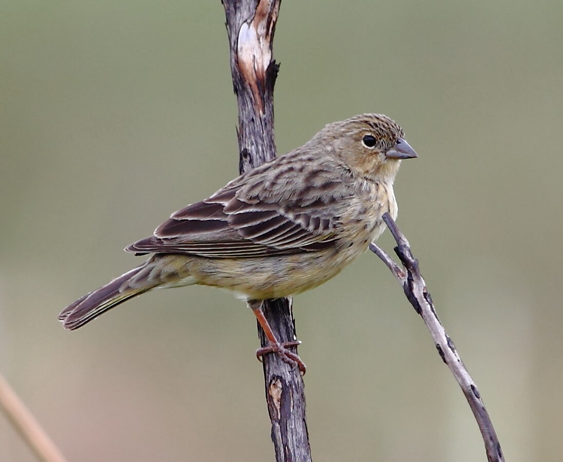 Stripe-tailed Yellow Finch