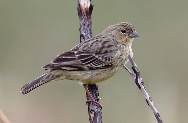 Stripe-tailed Yellow Finch