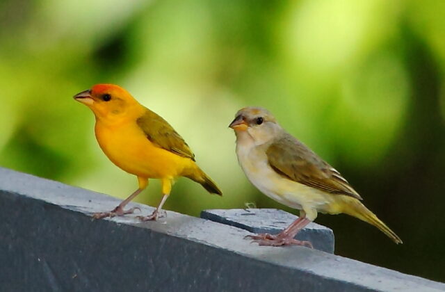 Orange-fronted Yellow Finch