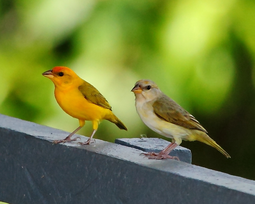 Orange-fronted Yellow Finch