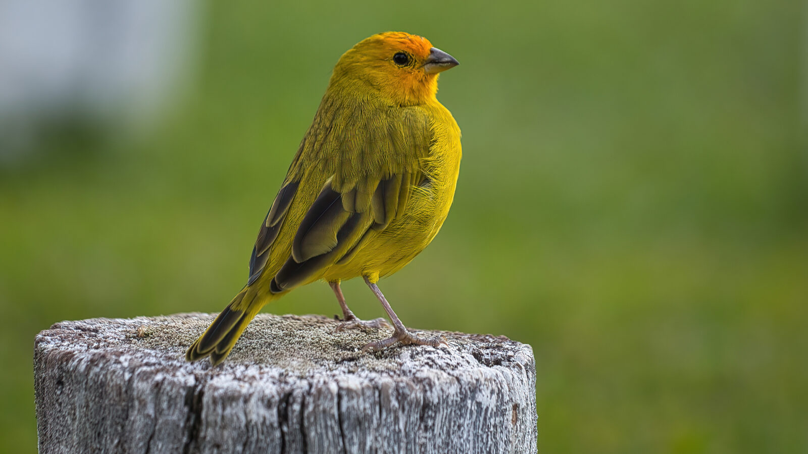 Saffron Finch