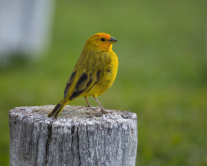 Saffron Finch