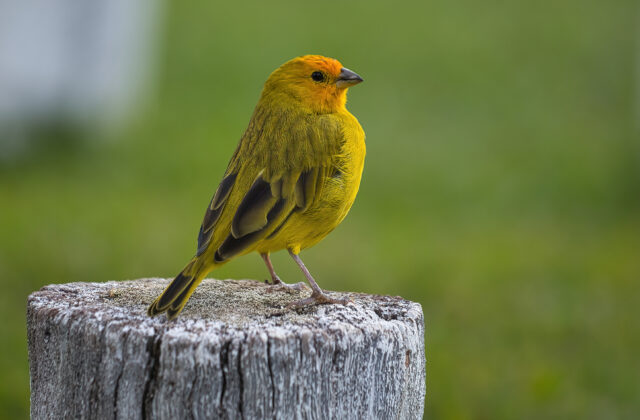 Saffron Finch
