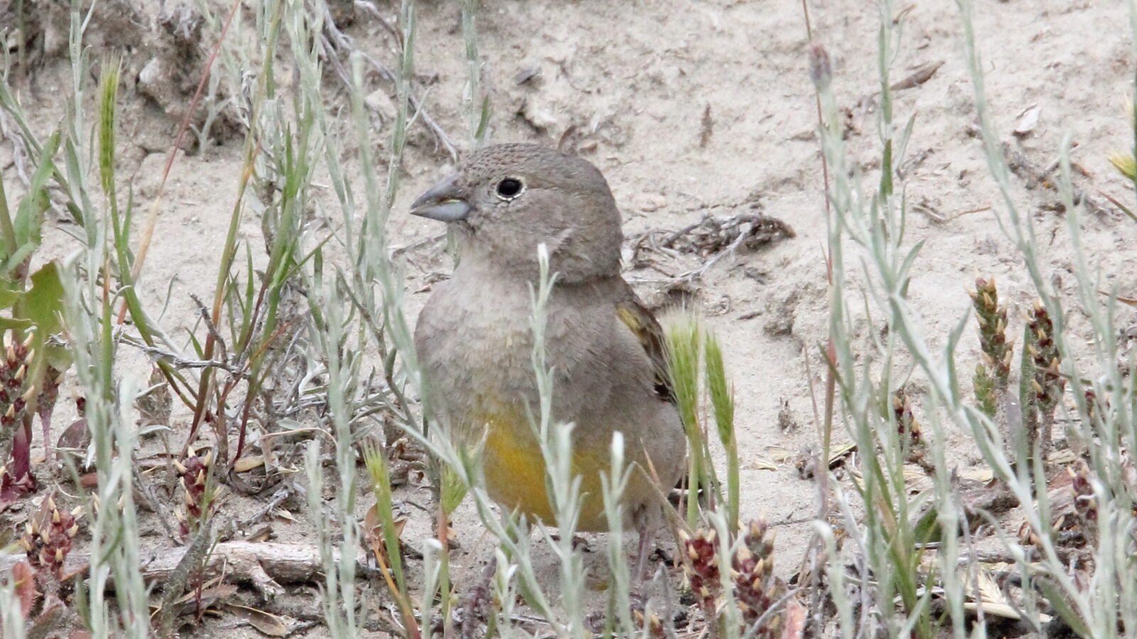 Patagonian Yellow Finch